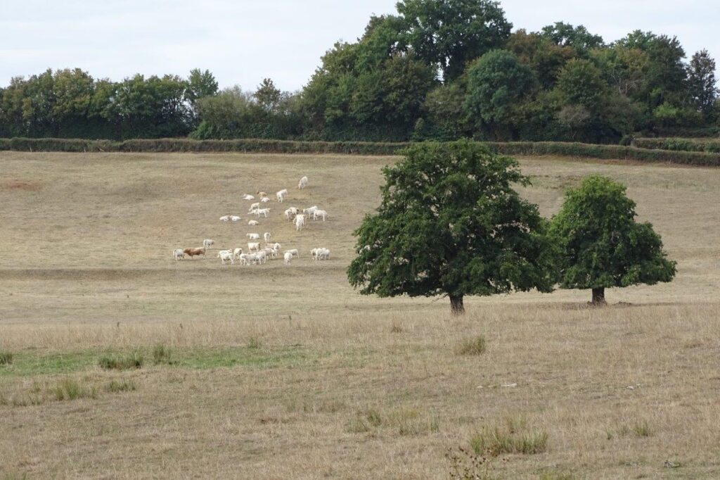 Limanton
