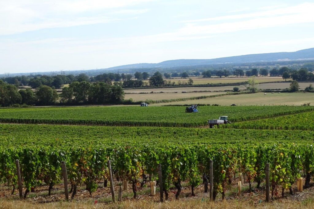 Vendanges à étiveau
